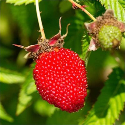 Ежемалина Rubus illecebrosus 2102 - фото 5408