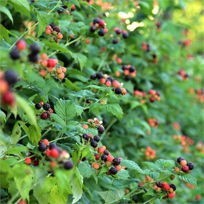 Малина Selena черная 2103