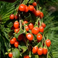 Ягоды годжи Lycium tibeticum Ягоды годжи Lycium tibeticum