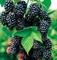 Ежевика Black Satin 1853