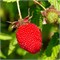 Ежемалина Rubus illecebrosus 2102 - фото 5408
